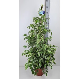 Ficus benja. 'Golden King'