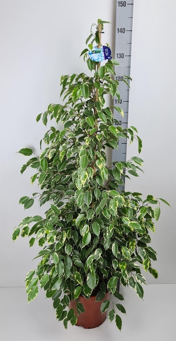 <h4>Ficus benja. 'Golden King'</h4>