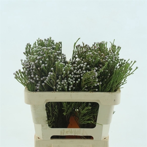 Brunia Noduliflora Spray