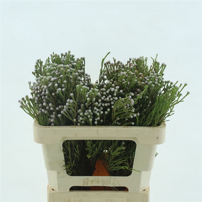 <h4>Brunia Noduliflora Spray</h4>