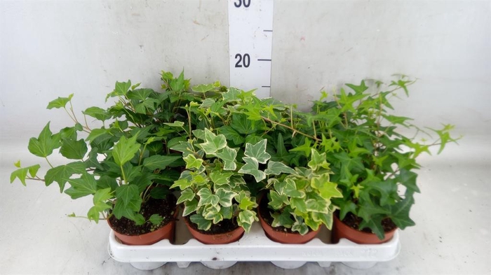 <h4>Hedera ...mix</h4>