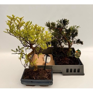 Bonsai Gem