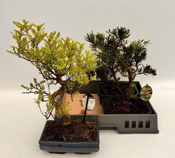 <h4>Bonsai Gem</h4>