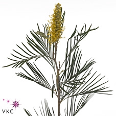 GREVI RO YELLOW AMIT