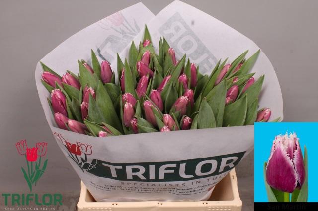 <h4>TU FR SAN MARTIN</h4>