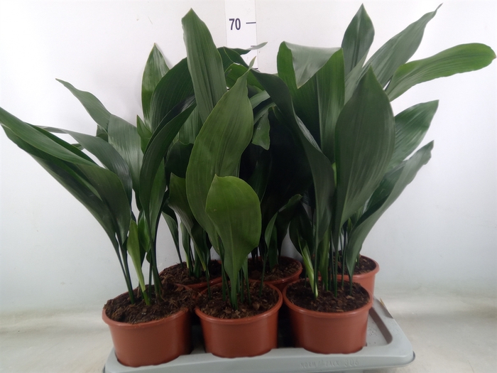 <h4>Aspidistra elat.</h4>