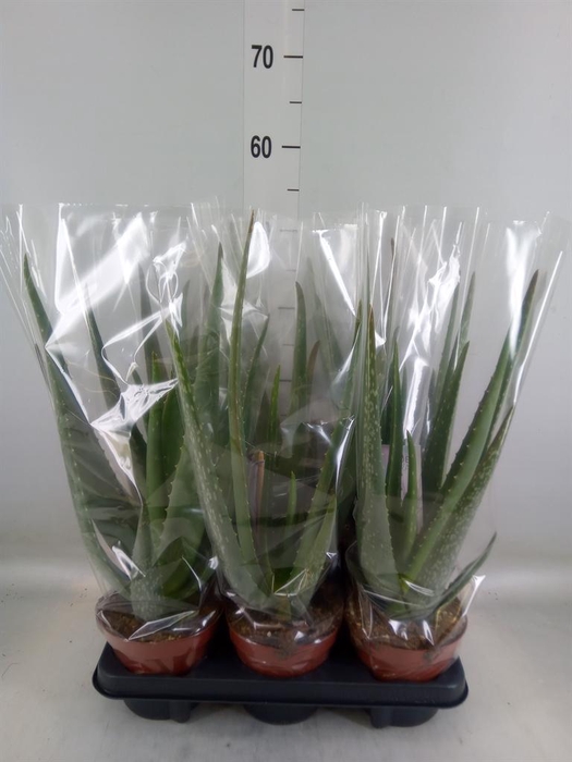 <h4>Aloe vera</h4>