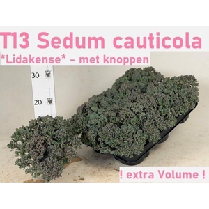 SEDUM CAUT LIDAKENSE
