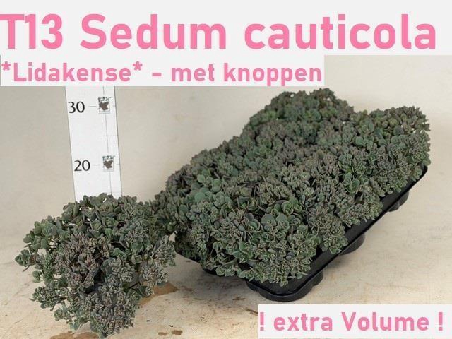 <h4>SEDUM CAUT LIDAKENSE</h4>