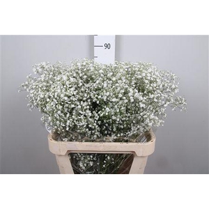 Gyps Pa Xlence Ec (box)