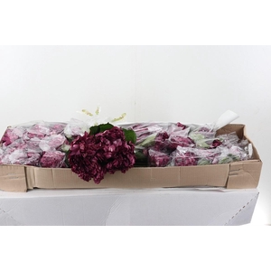 Hydr Burgundy Tinted Sel Box
