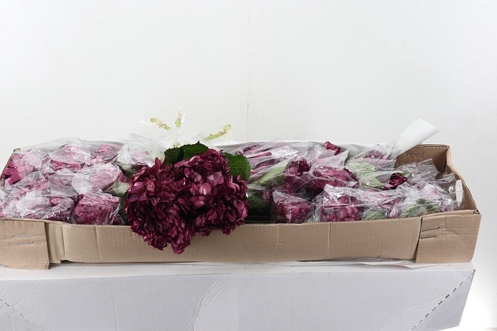 <h4>Hydr Burgundy Tinted Sel Box</h4>