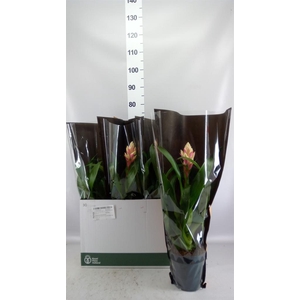 Guzmania  'Candy'