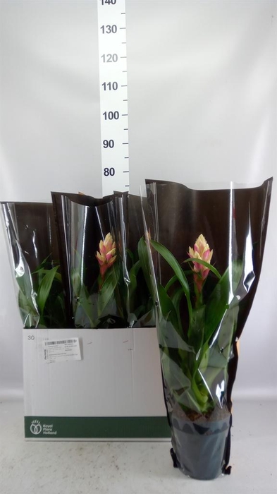 <h4>Guzmania  'Candy'</h4>