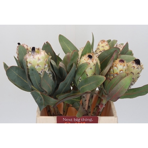 Protea Barbigera Ice Queen