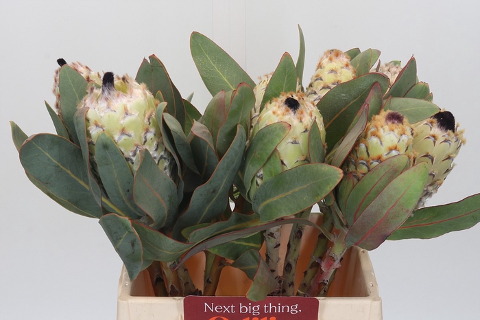 <h4>Protea Barbigera Ice Queen</h4>
