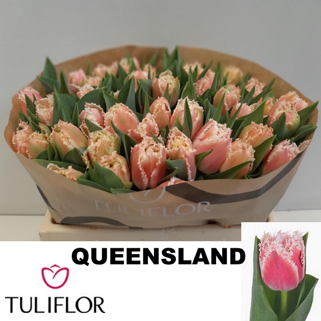 <h4>TU FR QUEENSLAND</h4>