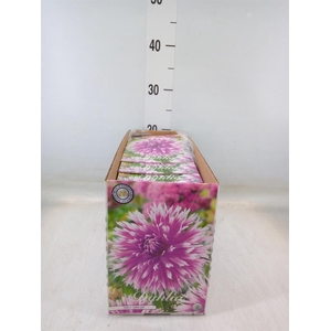 Dahlia   ...flowerbulbs