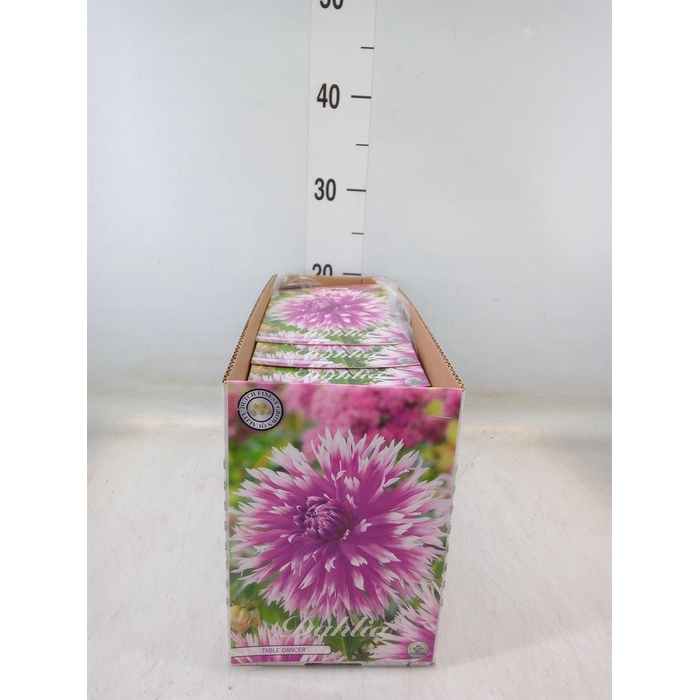 <h4>Dahlia   ...flowerbulbs</h4>