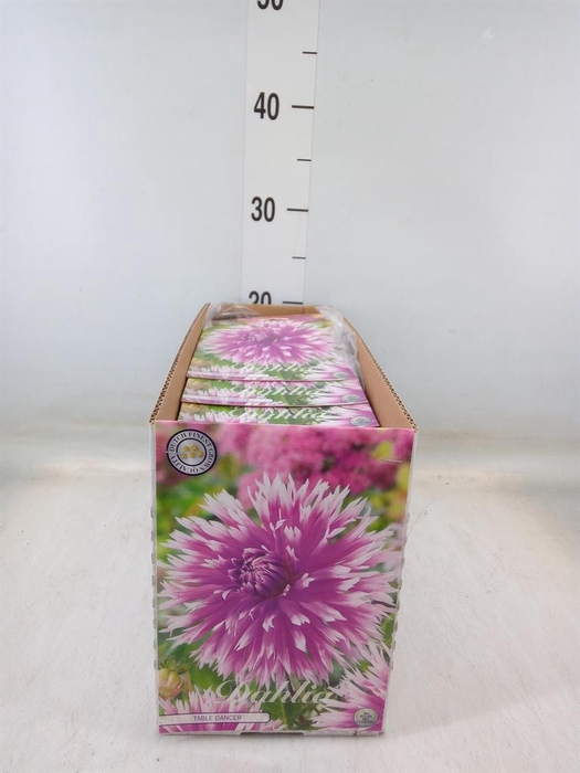 Dahlia   ...flowerbulbs