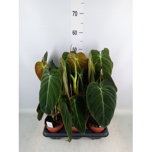 Philodendron melanochrysum