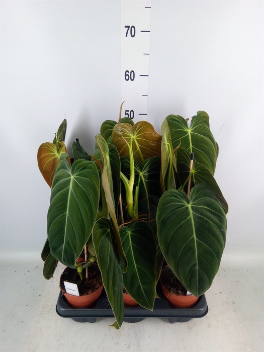 <h4>Philodendron melanochrysum</h4>