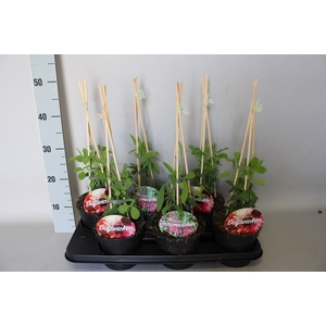 Lathyrus Piramide