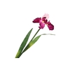 Iris Cerise