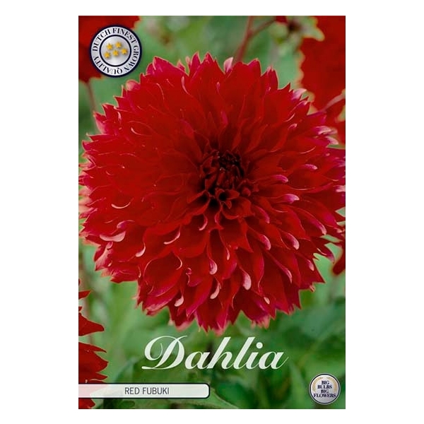 <h4>Dahlia Fubuki Red x1</h4>