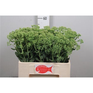 Sedum Spectabile