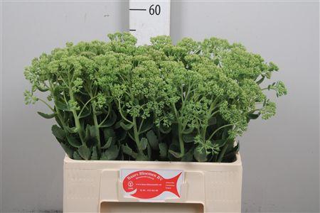 <h4>Sedum Spectabile</h4>