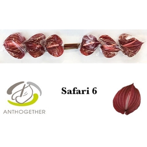 Anthurium andr. 'Safari'