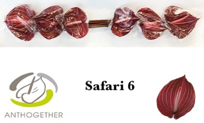 <h4>Anthurium andr. 'Safari'</h4>