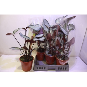 arr8 Calat Pict Argentea