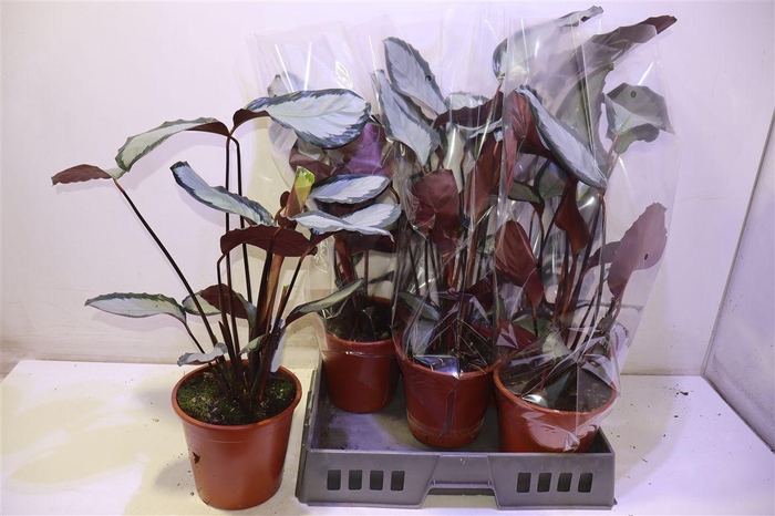 <h4>arr8 Calat Pict Argentea</h4>