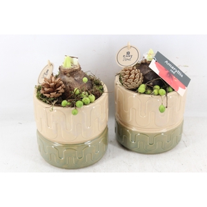 arr4 Amaryllis PL - Ker. beige green