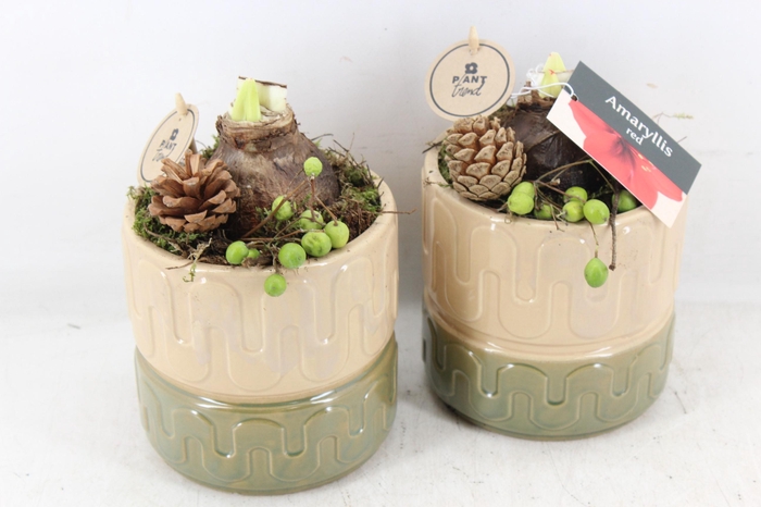 <h4>arr4 Amaryllis PL - Ker. beige green</h4>