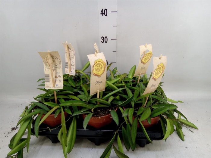 <h4>Hoya wayetii</h4>