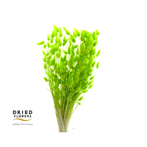 Dried Bleached Lagurus Green 100gr
