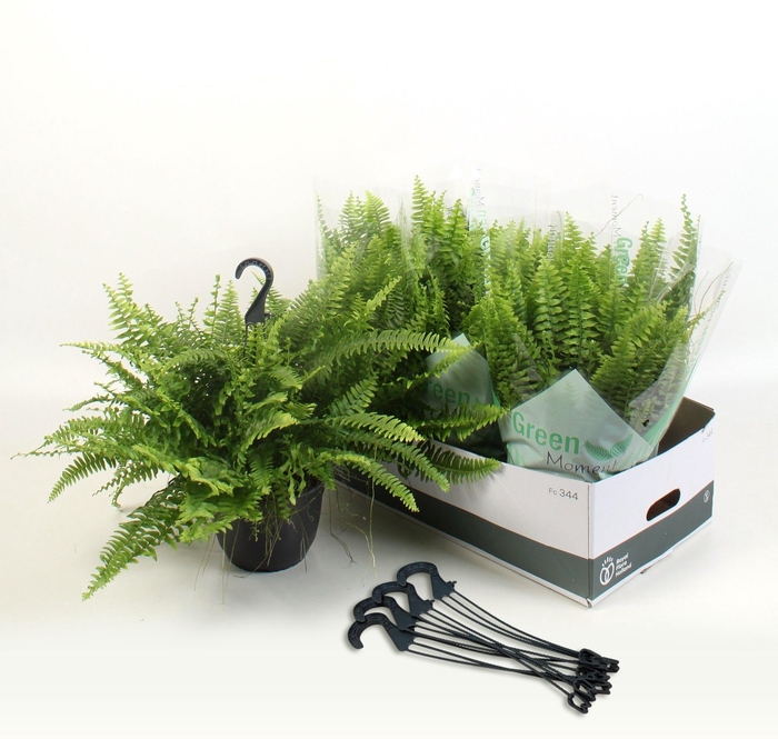 <h4>Nephr Ex Green Momen</h4>