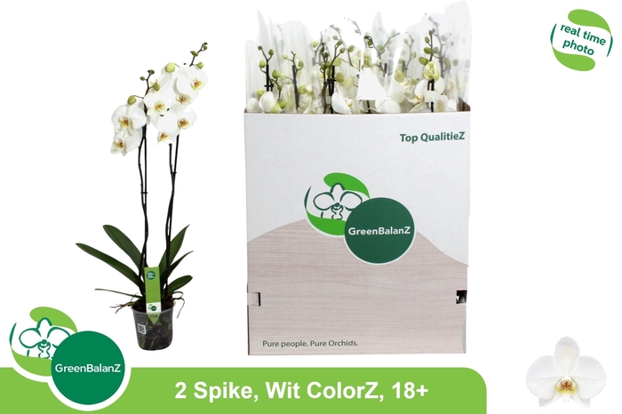 <h4>PHAL OV WIT</h4>