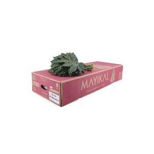 Aralia 35