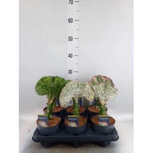 Euphorbia lactea 'Cristata'