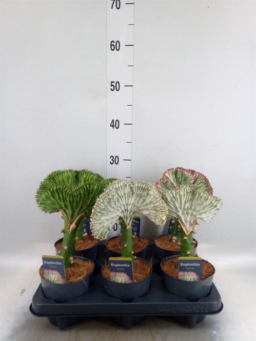 <h4>Euphorbia lactea 'Cristata'</h4>