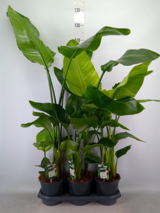 <h4>Strelitzia nicolai</h4>