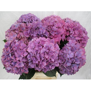 HYDR M PURPLE HAZE