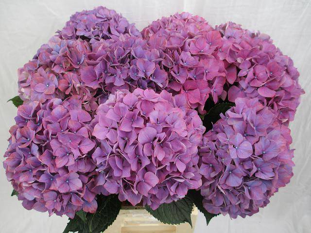 <h4>HYDR M PURPLE HAZE</h4>