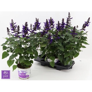 SALVIA LAKE ONEG IMP