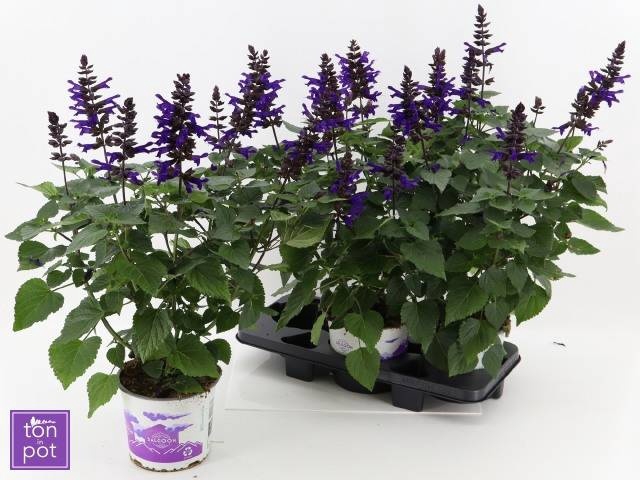 <h4>SALVIA LAKE ONEG IMP</h4>