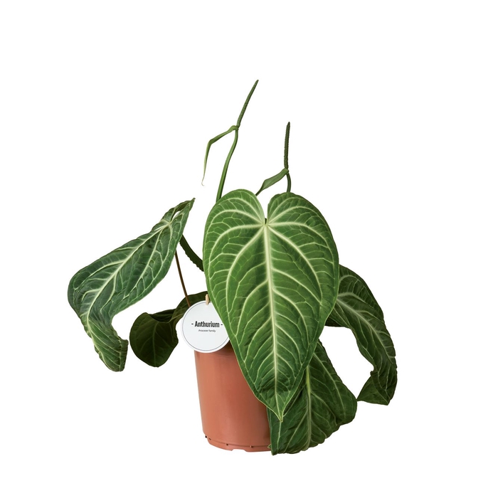 <h4>Anthurium blad</h4>